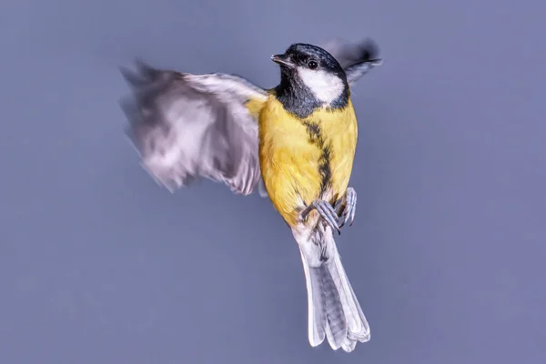 Tit Flight Close — Stock fotografie