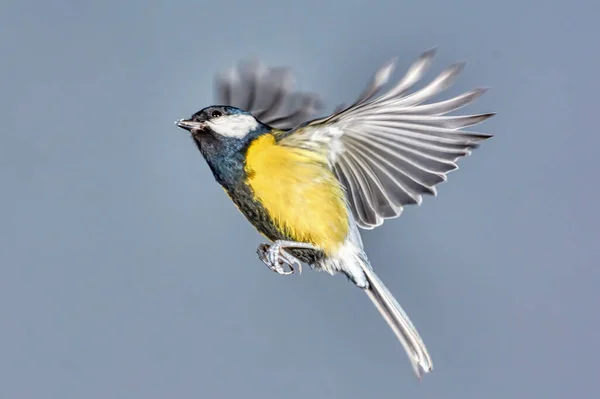 Titmouse Uçuşta Yakın Mesafede — Stok fotoğraf