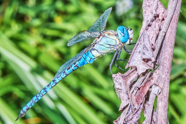 Blue Dragonfly Leaf Close — Stock Photo, Image