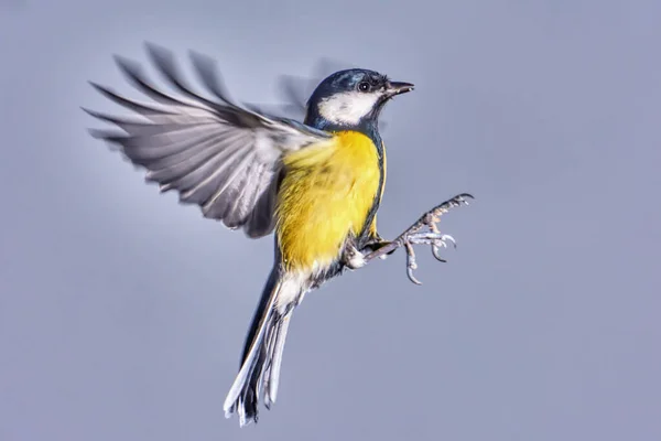 Titmouse Flygning Närbild — Stockfoto