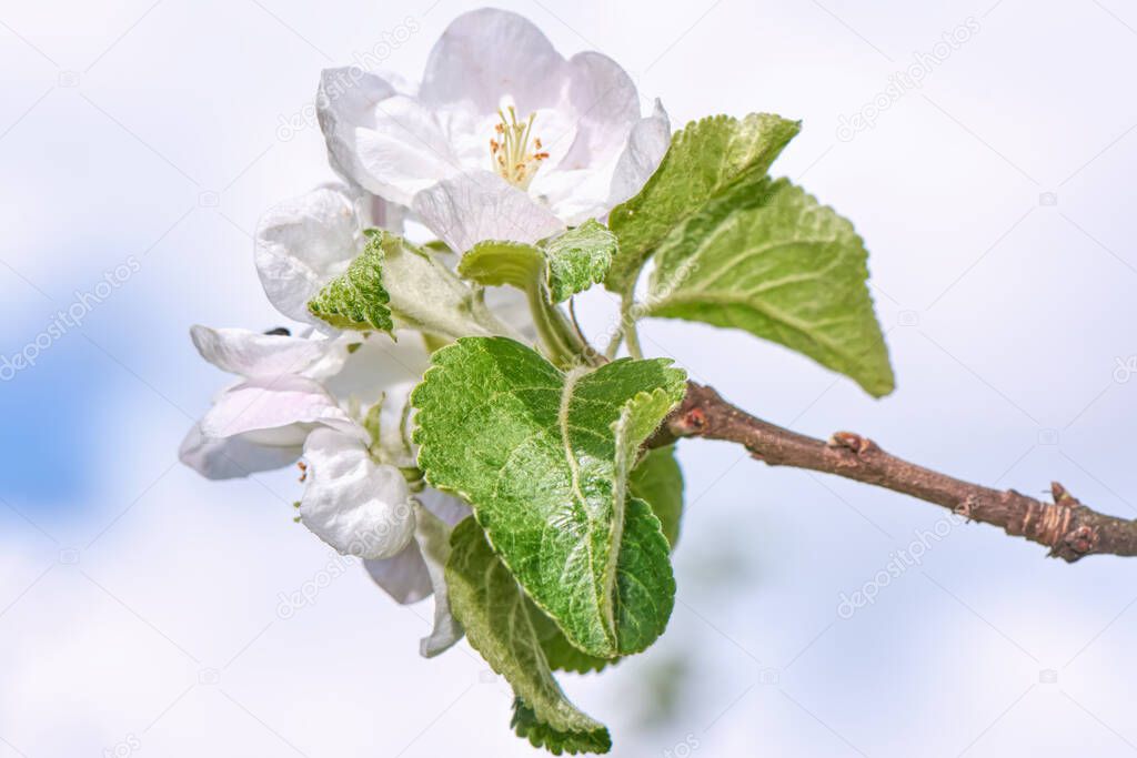 Apple blossom flower close up.