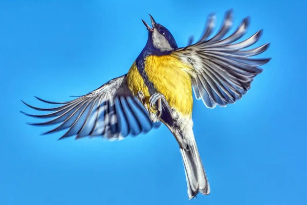 Great Tit Flight Close — Photo