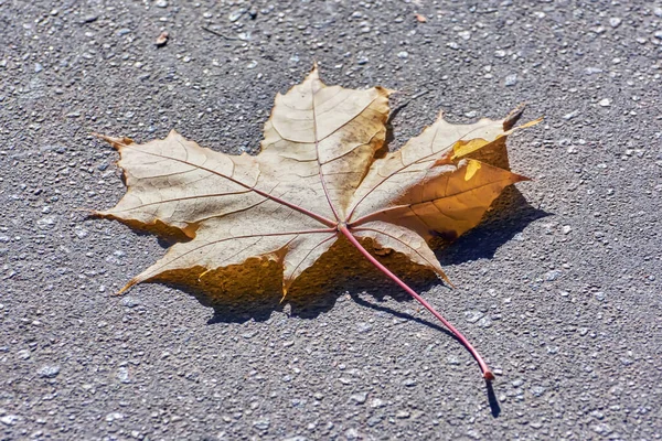 Fallen Maple Leaf Asphalt Close — Stock Photo, Image