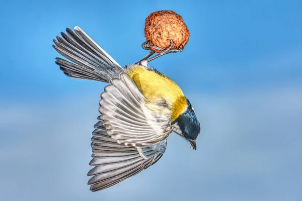 Grande Mésange Vol Avec Gros Plan Noix — Photo