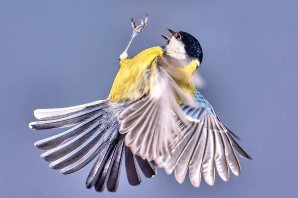 Velký Titmouse Letu Zavřít — Stock fotografie