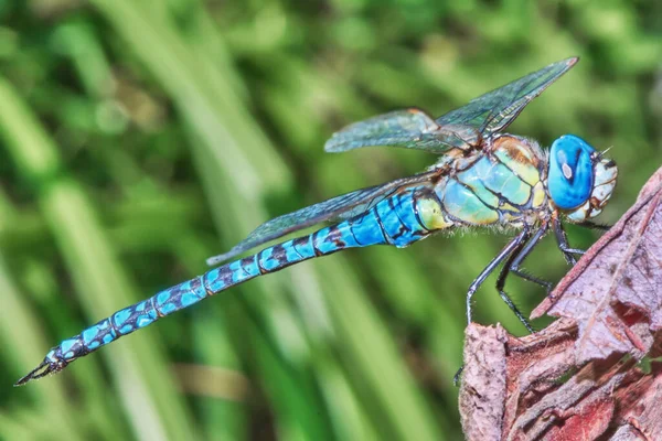 Blue Dragonfly Leaf Close — Stock Photo, Image