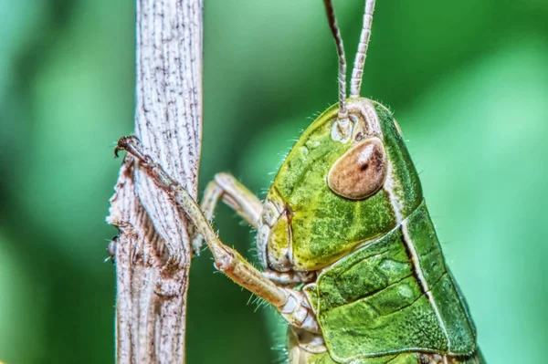Grasshopper Head Grass Stalk Close — Stock Photo, Image