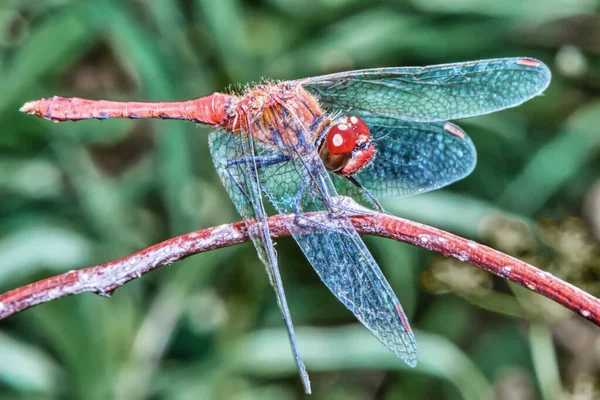 Červená Vážky Listu Zblízka — Stock fotografie