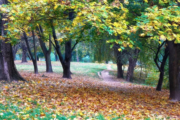 Sonbahar manzarası - sarı yapraklı ağaçlarla dolu bir park.