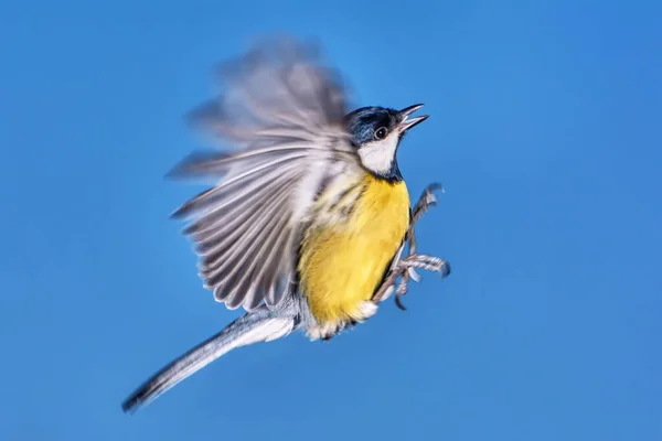 Titmouse Uçuşta Yakın Mesafede — Stok fotoğraf