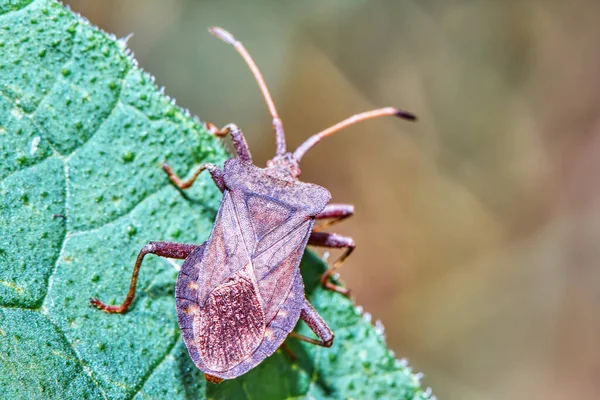 Beetle Green Leaf Close — Stock Photo, Image