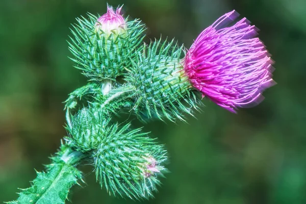 Thistle Flower Buds Close — Stock Photo, Image