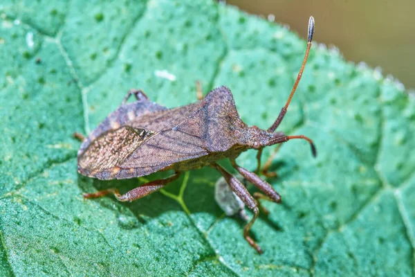 Uno Scarabeo Una Foglia Verde Vicino — Foto Stock