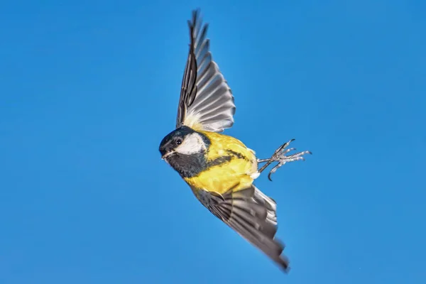 Titmouse Uçuşta Yakın Mesafede — Stok fotoğraf