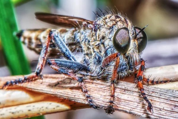 Insecto Tallo Hierba Cerca —  Fotos de Stock