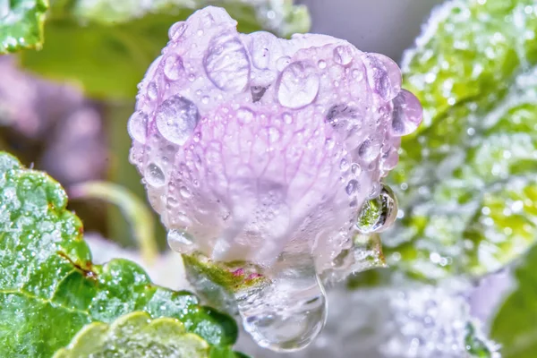 Apple Blossom Dew Drops Close — Stock Photo, Image