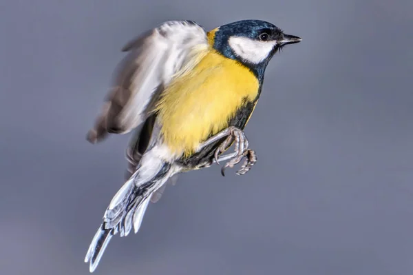 Titmouse Letu Zavřít — Stock fotografie