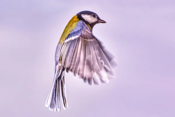 Titmouse Uçuşta Yakın Mesafede — Stok fotoğraf