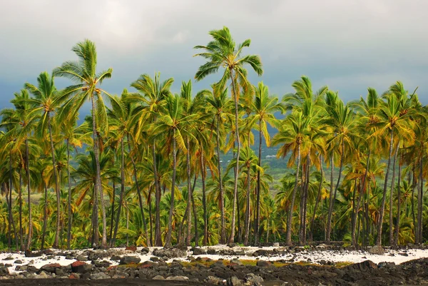 Tropical Palms — Stock Photo, Image