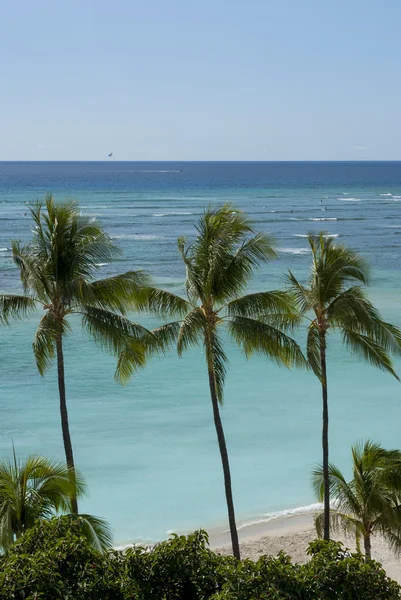 Three Palms — Stock Photo, Image