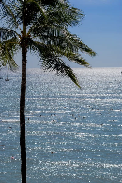 Palm och havet — Stockfoto