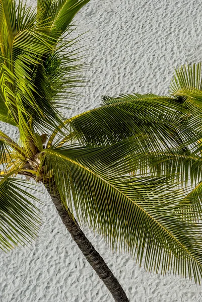 Palm och sand — Stockfoto