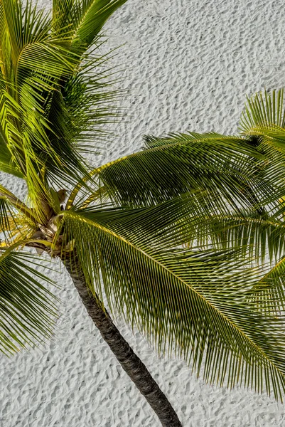 Palm and Sand — Stock Photo, Image