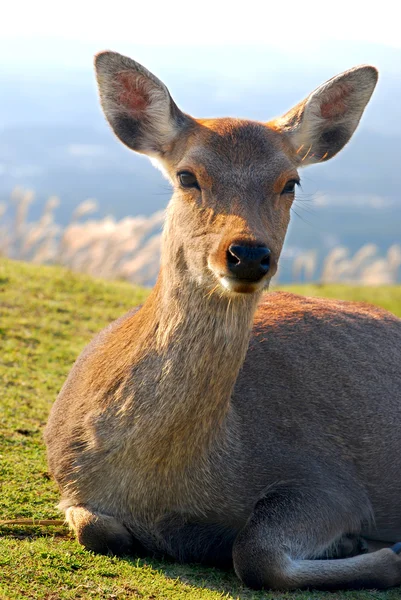 geyik
