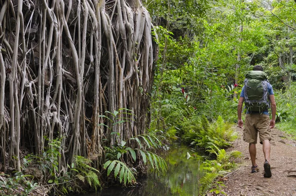 Escursionista nella foresta tropicale — Foto Stock