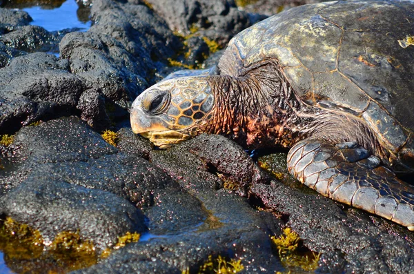 Hawaiian dolar deniz kaplumbağası Telifsiz Stok Fotoğraflar
