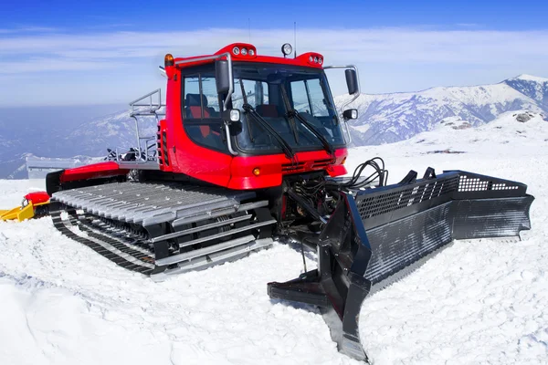 Schneekatze — Stockfoto