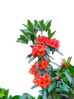 Bahçedeki güzel kırmızı çiçeklerin çizimi