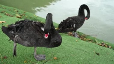 Gölde yüzen siyah kuğu doğal arka planda..