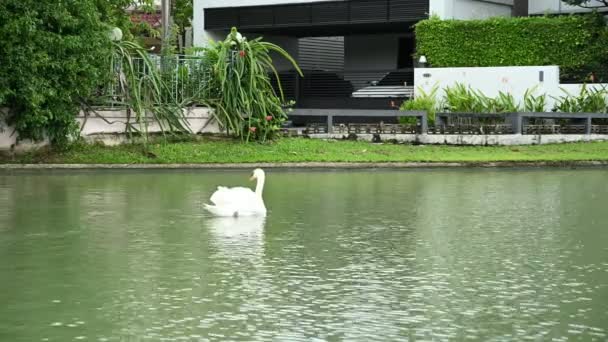 Movement Swans Cubs Water Natural Background — Stock Video