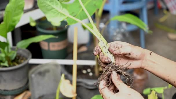 植物の鍋に苗を植え 土壌を混合する女性の手 — ストック動画