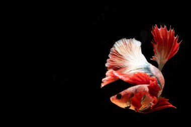 Siyah arka planda fotokopi alanı olan bir Tayland dövüşçü balığı.