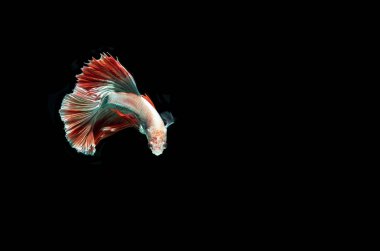 Siyah arka planda fotokopi alanı olan bir Tayland dövüşçü balığı.