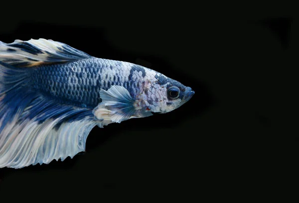 Azul Tailandês Combate Peixe Fundo Preto — Fotografia de Stock