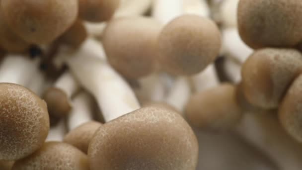 在植物背景上纺制紫苏木蘑菇 — 图库视频影像