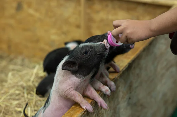 Domuzcuğu elle besleyip arka planda süt içiyorduk.