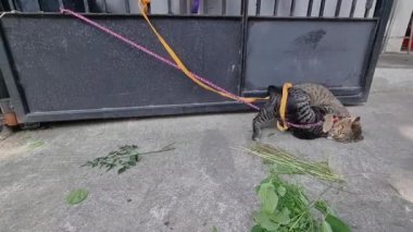 İki kedi beton zeminde oynayan bir ipe bağlanmış..