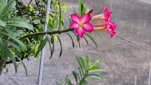 Doğa Pembe Açelya Çiçeği Yağmur Damlası Arkaplanı — Stok video