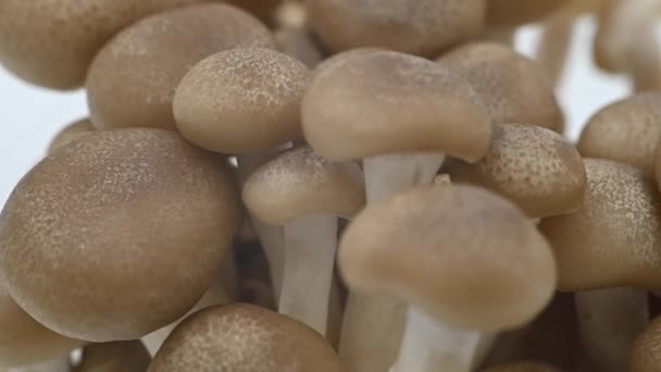 Shimeji Funghi Giapponesi Che Filano Sullo Sfondo — Video Stock