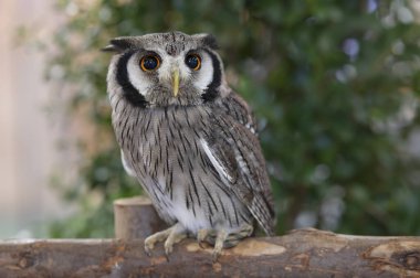 Beyaz yüzlü baykuş, arka planda bir kütüğün üzerinde duruyor..