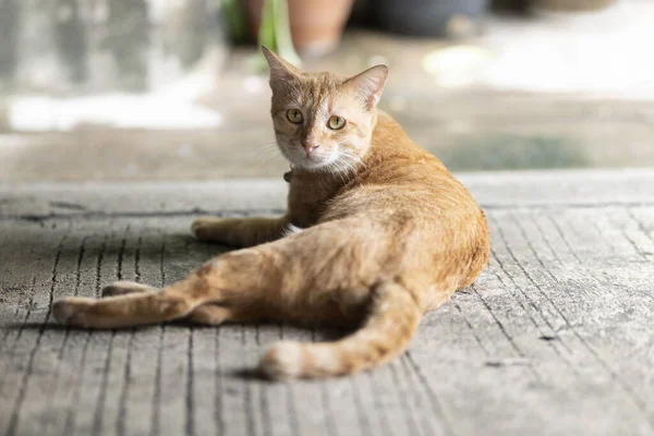 Beton Zeminde Uyuyan Kahverengi Bir Kedi — Stok fotoğraf