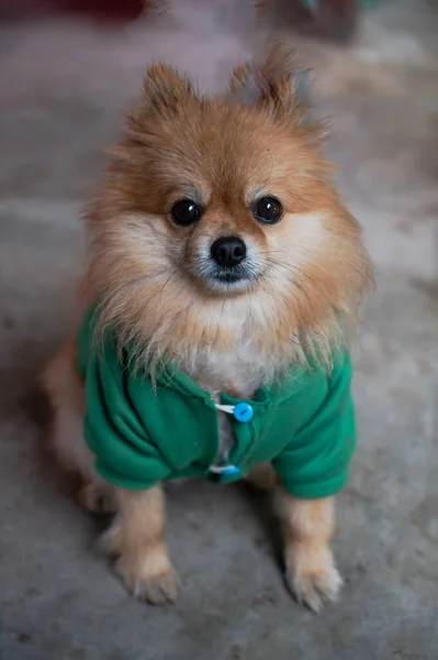 Cão Marrom Vestindo Camisa Verde Fundo Conceito Mamífero — Fotografia de Stock