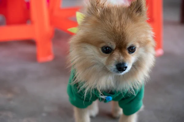 Hnědý Pes Sobě Zelené Tričko Savec Koncept Pozadí — Stock fotografie