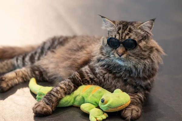 Animal Cat Black Glasses Lying Floor Playing Green Doll — Stock Photo, Image