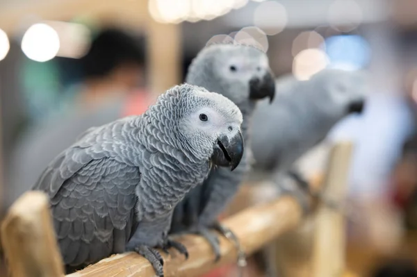 Animal Três Papagaios Africanos Cinzentos Fundo Abstrato Embaçado — Fotografia de Stock