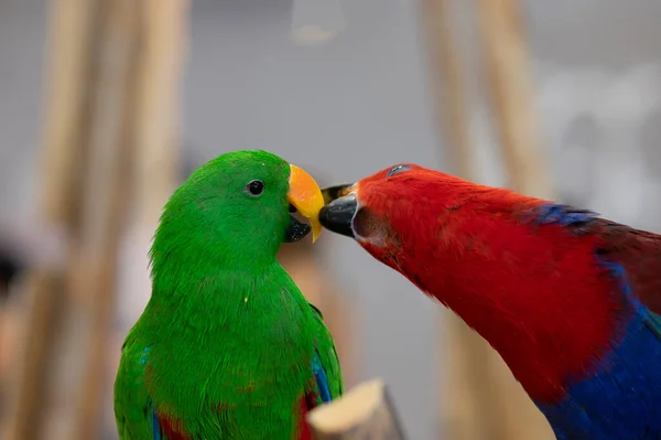 Animal Elegante Papagaio Vermelho Verde Fundo Textura — Fotografia de Stock